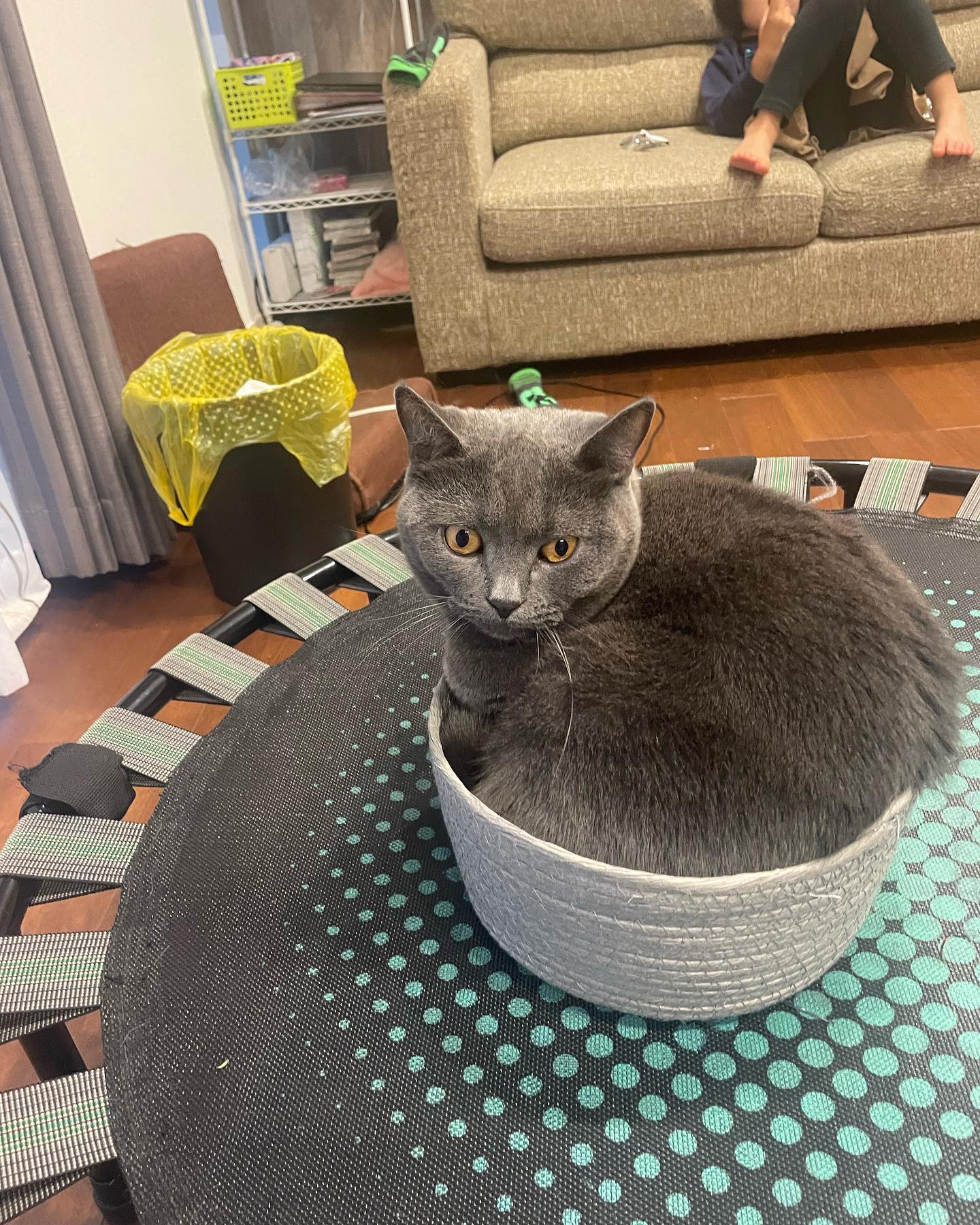 うちの愛猫
カゴに収まりきらないのは愛嬌です。
もう1匹はジャストサイズです。


#