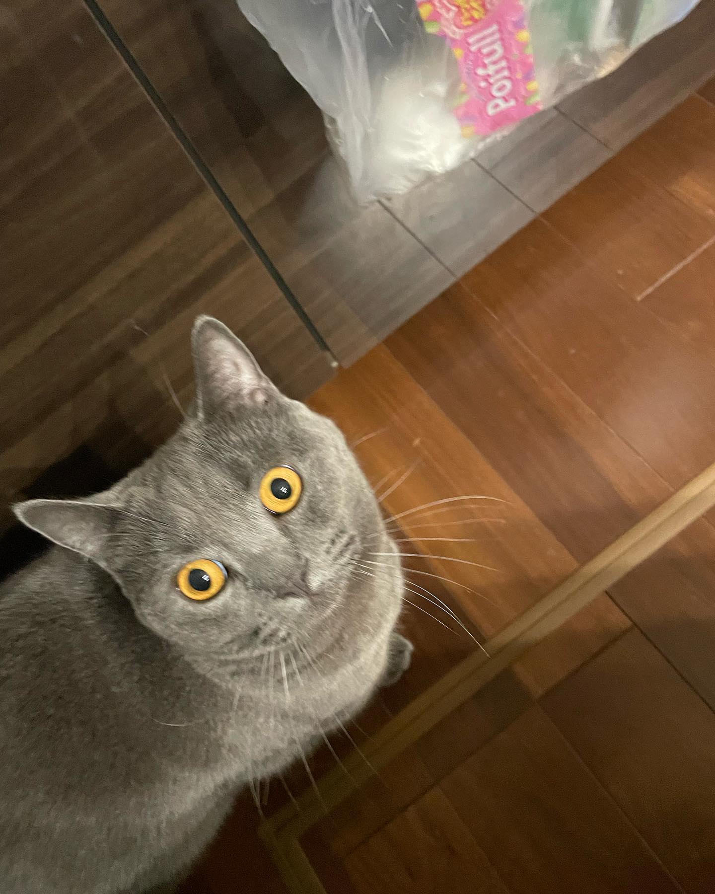 今日のガックン
